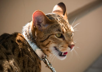 Quel est le chat qui coûte le plus cher au monde ?