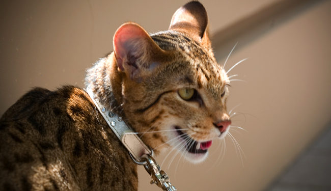 Quel est le chat qui coûte le plus cher au monde ?