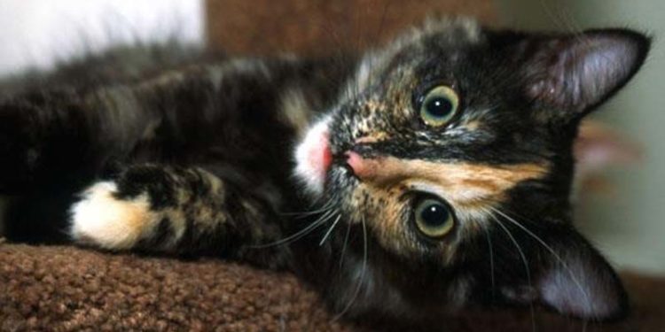 Pourquoi seules les femelles peuvent être écaille de tortue ?