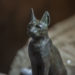 Pourquoi les chats sont sacrés en Egypte ?