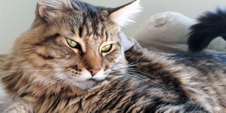 Comment s'appelle la race de chat noir ?