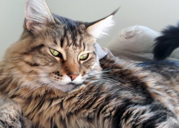 Comment s'appelle la race de chat noir ?