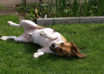 Qui ne provoque pas d'allergie ?