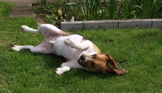 Qui ne provoque pas d'allergie ?