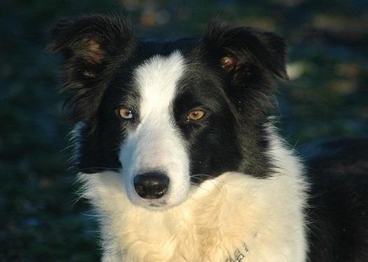 Quels sont les races de chiens les plus intelligents ?