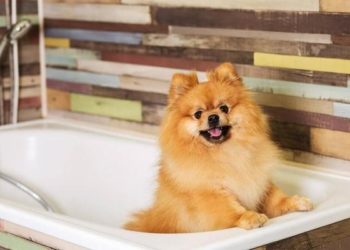 Comment prendre soin d'un Spitz nain ?