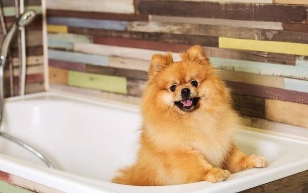 Comment prendre soin d'un Spitz nain ?