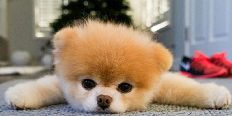 Quel est le plus petit des chiens ?