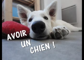 Comment avoir un chien gratuit ?
