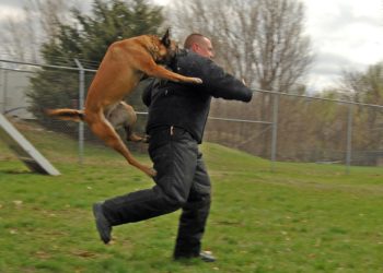 Quel maitre pour un doberman ?