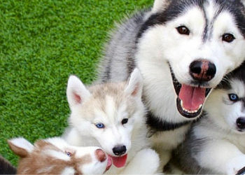 Comment adopter un husky ?