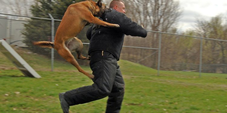 Quel maitre pour un doberman ?