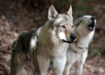 Qui est le plus fort entre chien et loup ?
