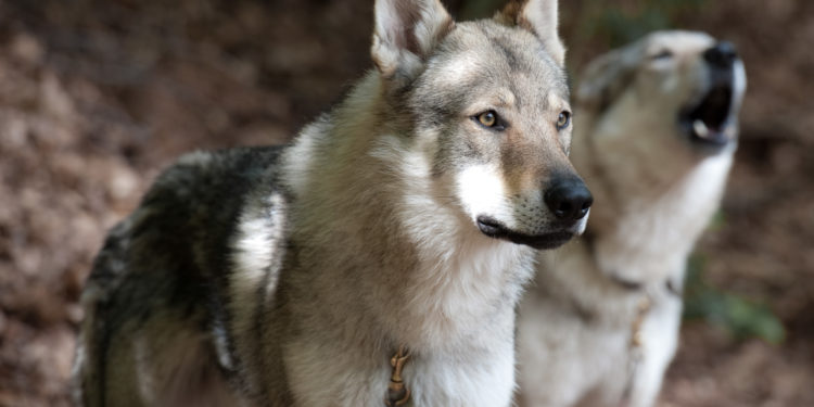 Qui est le plus fort entre chien et loup ?