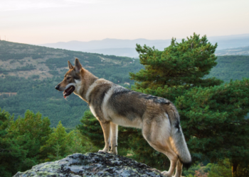 Pourquoi Dit-on chien-loup ?