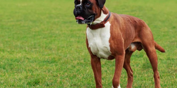 Quel est le prix d'un chien Boxer ?