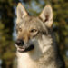 Quel chien loup ?