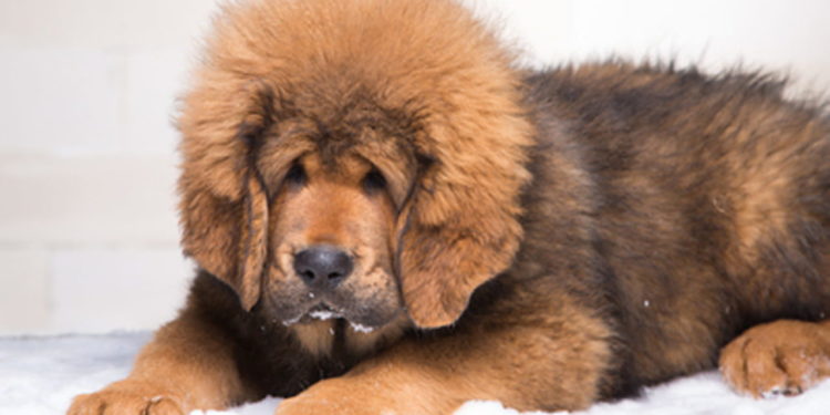 Quelle est le chien le plus cher du monde ?