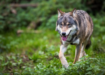 Comment est le chien-loup ?