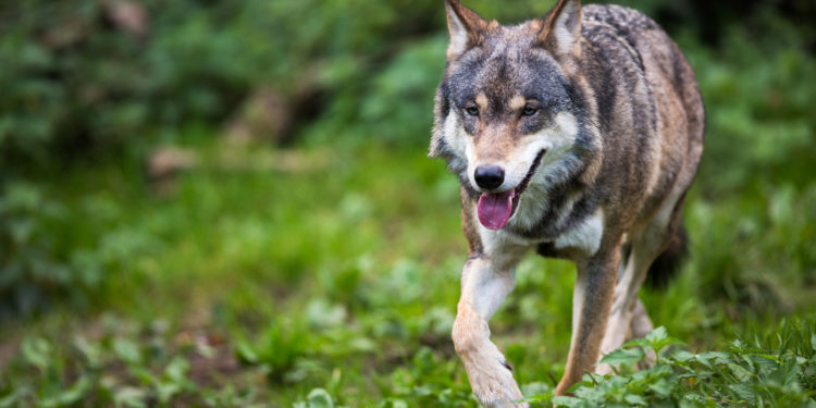 Comment est le chien-loup ?