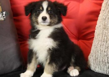 Comment savoir la couleur des chiots Berger Australien ?