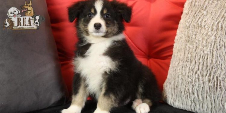 Comment savoir la couleur des chiots Berger Australien ?