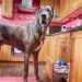Quel est le chien le plus obéissant ?