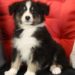 Comment savoir la couleur des chiots Berger Australien ?