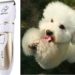 Quelle tondeuse pour un Bichon Maltais ?