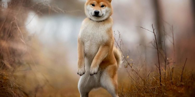 Quelles sont les races de Chihuahua ?