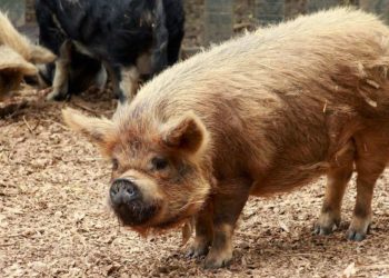 Quelle est la plus petite race de cochon ?