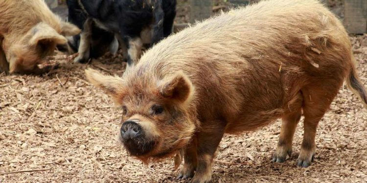 Quelle est la plus petite race de cochon ?