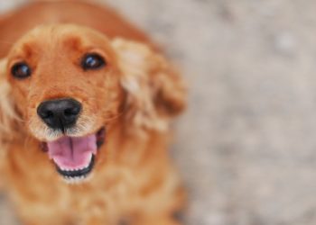 Pourquoi le cocker aboie ?