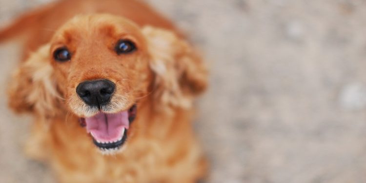 Pourquoi le cocker aboie ?
