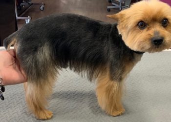 Où faire toiletter son cocker ?