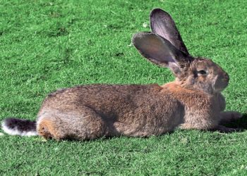 Comment reconnaître un géant des Flandres ?
