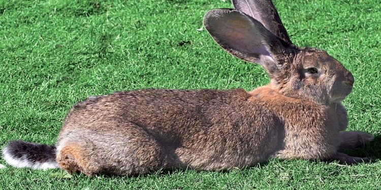 Comment reconnaître un géant des Flandres ?