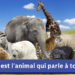 Quel est l'animal qui parle ?