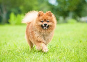 Quel est le prix d'un chien spitz nain ?