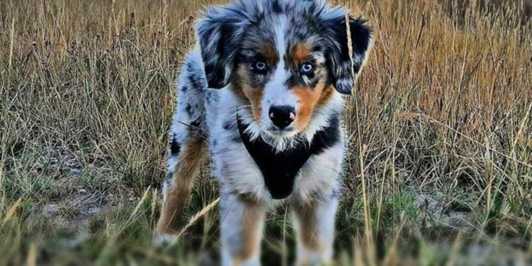 Quel est le prix d'un chien miniature ?