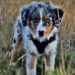 Quel est le prix d'un chien miniature ?