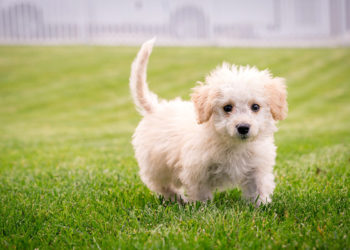 Quel est le prix d'un mini chien ?