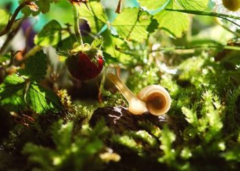 Qu'est-ce que mange un Savannah ?