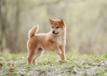 Quelles sont les races de chien japonais ?