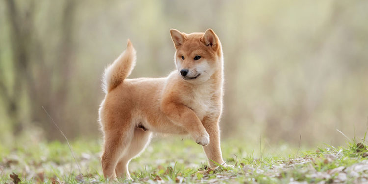 Quelles sont les races de chien japonais ?