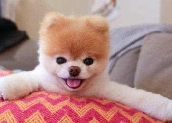 Quelle est la race du chien Boo ?