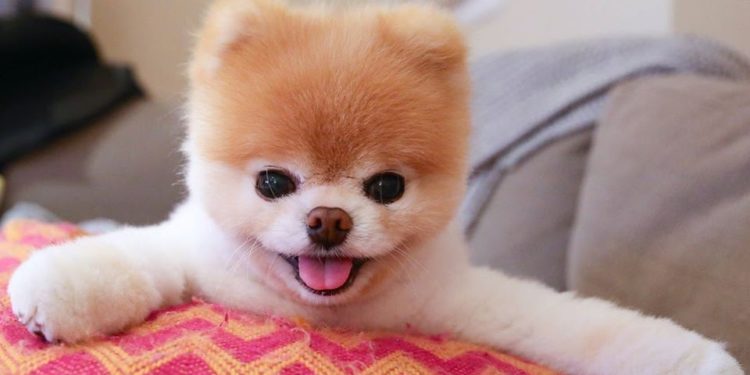 Quelle est la race du chien Boo ?