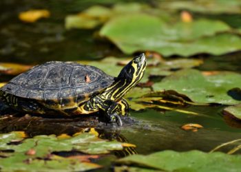 Comment déterminer l'âge d'une tortue ?