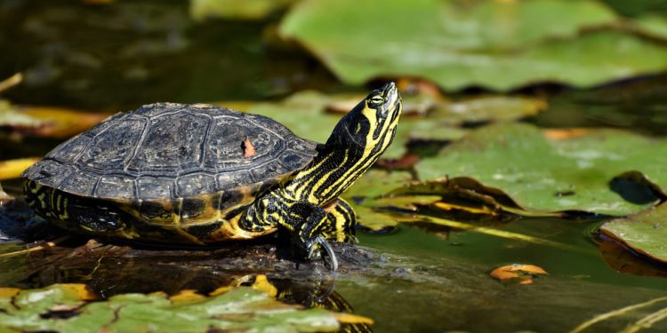 Comment déterminer l'âge d'une tortue ?