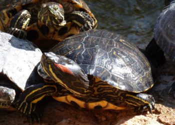 Est-ce que les tortues d'eau boivent de l'eau ?